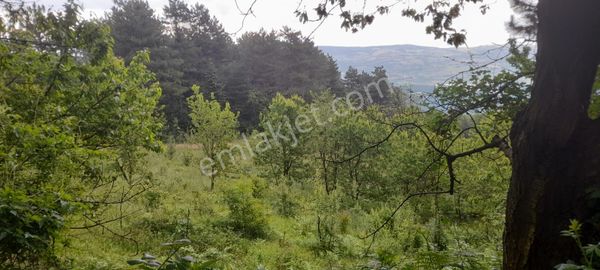 Dim - Kestel Sayfiye Köyünde Tek Tapulu Satılık Bahçe