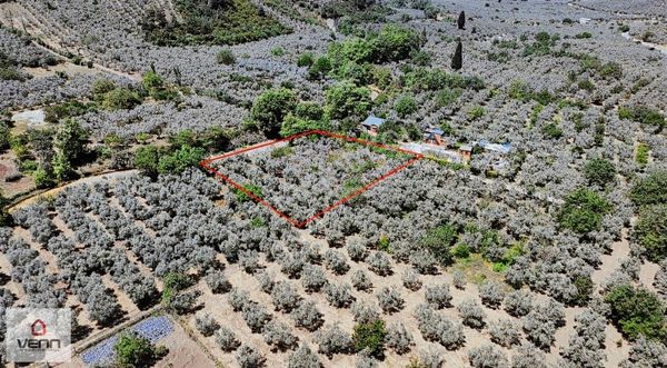 Gemlik Umurbey Satılık 1.436 M2 Zeytinlik