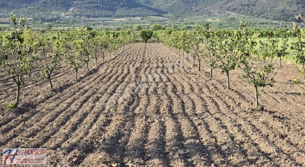 Pamukova Oruçlu Mah.yola Cephe Ayva Bahçesi