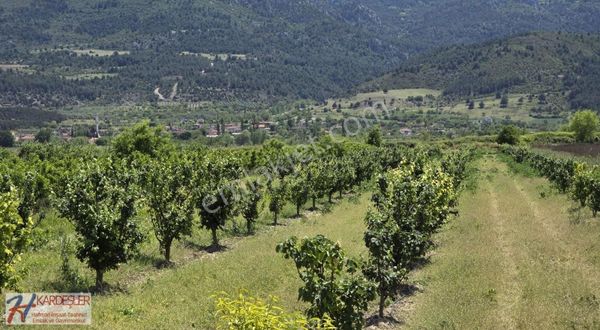 Pamukova Cihadiye Mah.yola Cephe Bakımlı Ayva Bahçesi