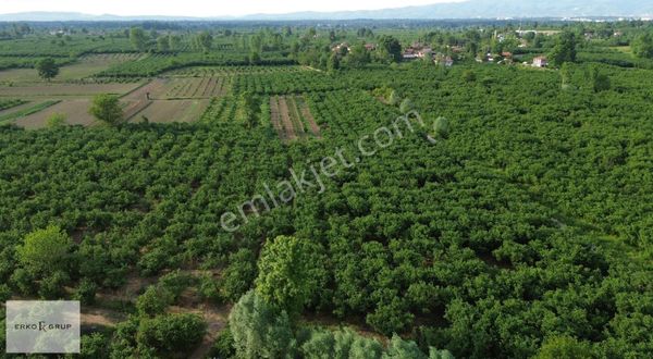 Erko Grup Gayrimenkul'den Hendek-türbe Mh Satılık Fındık Bahçesi