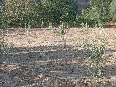 Eskişehir Sarıcakaya Mayıslar’da Satılık Tarla