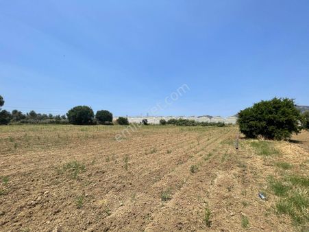 Aydın Germencik Ömerbeyli Köyünde Satılık Tarla