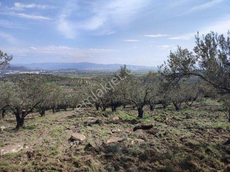 Aliağa Barbaros Hayrettin Paşa Mahallesinde 3000 M2 Satılık Tarla