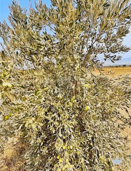 Mescıtlı Koyunde Mukemmel Konumda Satılık 40.247,70 M2 Tarla