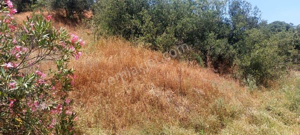 Zeytin Ve İncir Dikimine Uygun Verimli Arazi