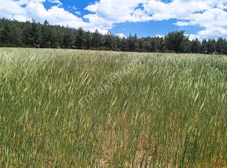 Denizli Acıpayam Bedirbey'de Manzaralı Satılık Tarla