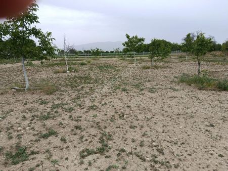 Denizli Acıpayam Yeşilyuva Satılık Ceviz Bahçesi