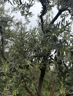 Detay Emlaktan Doğa Mh. 24.100 M2 Satılık Tarla