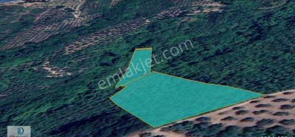 Dijitalemlak'tan Gemlik Adliye Köyüne Yakın Satılık 5.100 M2 Zeytinlik