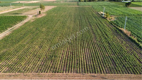 Bayındır Furunlu’da Satılık Verimli Tarla