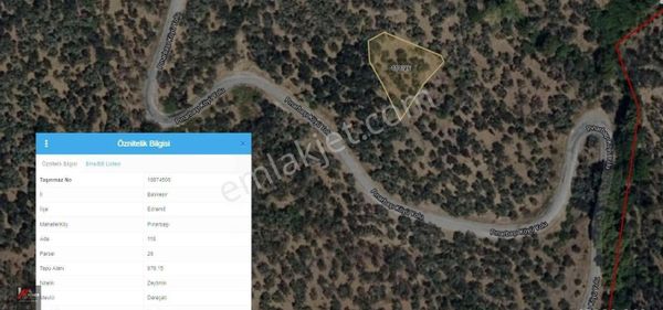 Zeytinli Üstü Pınarbaşı Mevki Yola 30mt 995m2 Müstakil Zeytinlik