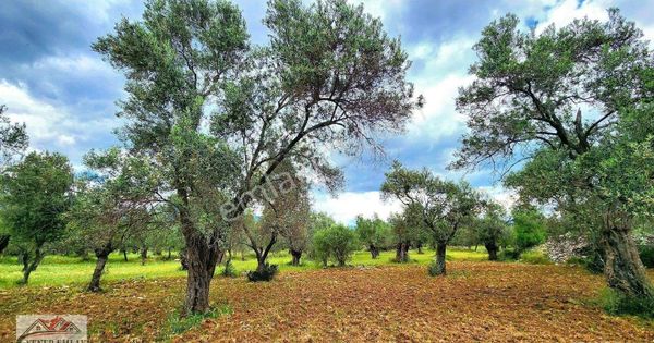 Zeytinli Kocakır Mevkii - Akçay Canyapı Üstü 1985m2 Zeytinlik