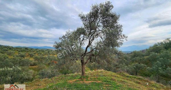 Yener Emlak'tan Havran Kalabakta 1.615m2 Fırsat Kelepir Zeytinlik