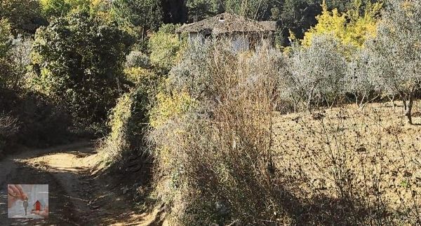 Orhangazi,karsak'ta Köye Yakın Satılık Zeytin,bahçesi