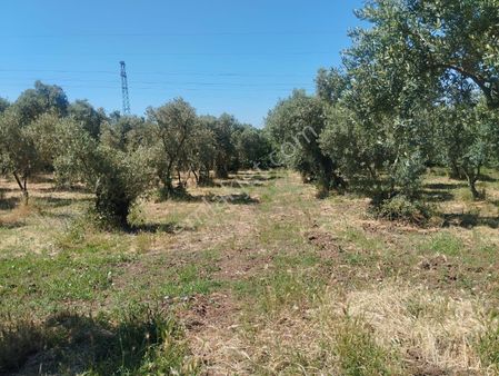 Beka Gayrimenkul Den Çakırlı Köyünde 706 M2 Bakımlı Zeytinlik
