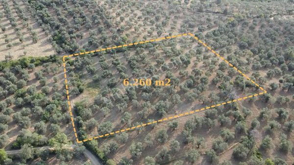 Ön Emlak'tan Burhaniye Kızıklı Köyünde Satılık 6.260 M2 Zeytinlik!
