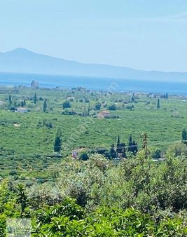 Eşsiz Konumu Ve Avantajlarıyla Gümüldür Mandalina Bahçesi!