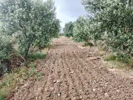 Uzun Emlak'tan Saruhanlı Koldere'de Muhteşem Zeytinlik