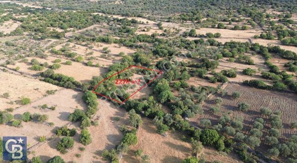 Karakuzu'da Zeytin Ve Fıstık Ağaçlı 2278 M2 Satılık Tarla