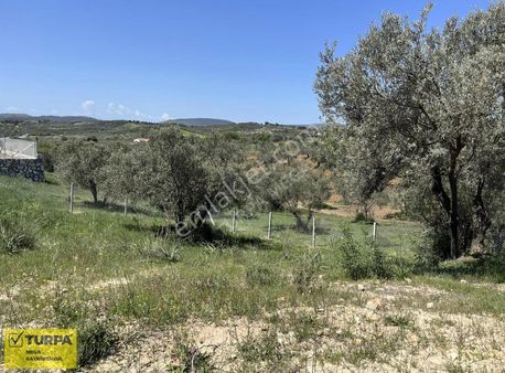 Aliağa Fatih Mahallesinde Satılık 502 M2 Zeytinlik