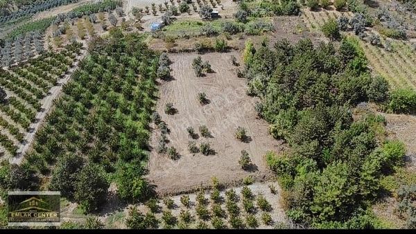 Kestel Aksuda 3.5 Dönüm Tek Tapu Tarla