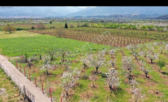 Kemalpaşa Yukarıkızılca ' Da Satılık Bağ