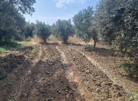 Torbalı Gazi Mustafa Kemal Mahallesinde 1221 M²satılık Zeytinlik