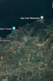 Bursa Mudanya Trilye Halilbey De Satılık Zeytinlik