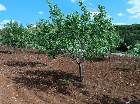Akyol Gayrimenkul Den Satlık Caykuyda Bag Evlilik Aarazi Aslfat Üzeri