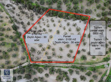 Ayvalık Sakarya'da Satılık Zeytinlik