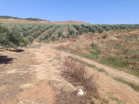 Kızılhavlu Mahallesinde Satılık 6 Dönüm Tarla