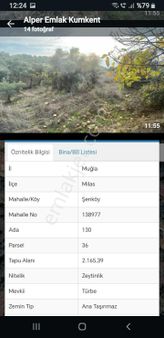 Muğla Milas Şenköyde Zeytinlik