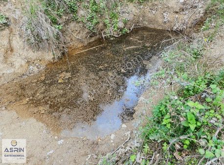 Aydın Germencikde 37 Dönüm Verimli Satılık Zeytinlik