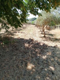 Bergama Bağlar Semtinde Satılık Bağ Evi