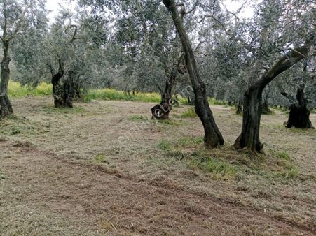 Bursa/ Orhangazi De Süper