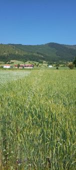 Burdur Ağlasun Hisarköy'de Muhteşem Konumda Kadastro Yoluna Sıfır Satılık Tarla