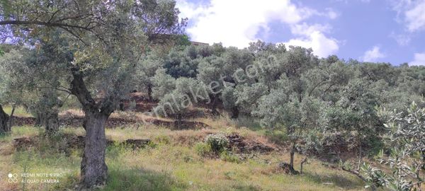 Bayındır Kızıloba Mah.nde Satılık Zeytinlik