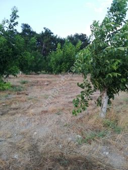 Soma Kızılören'de İçinde 2 Katlı Evi Bulunan Satılık Arazi