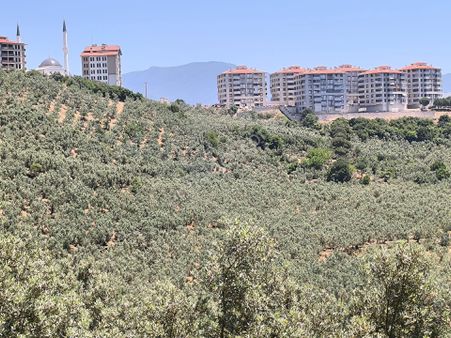 Cihatlıda Tokiye Yakın Satılık Zeytinlik