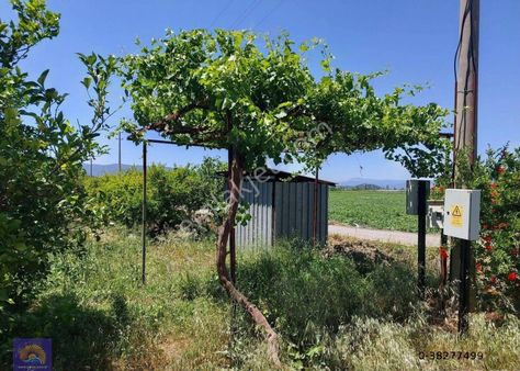 Muğla Ortaca Eskiköyde 9.000 M2 Nar Bahçesi Satılık
