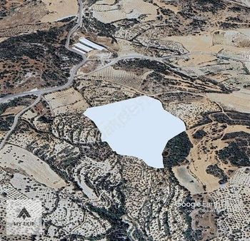 Hatay Yayladağında Zeytinyağı Parasına Yoncakaya Sınr Zeytinlik