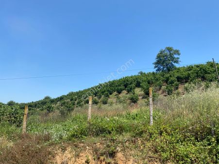 Adapazarı Aktefek Mahallesinde 4.398 M2 İmarlı Arsa