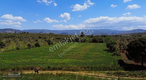 Burhaniye Şahinler Köyünde Çiftlik Yapımına Uygun 6.843 M2 Tarla