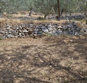 Fırsat!!! Hekimzade De Zeytinlik