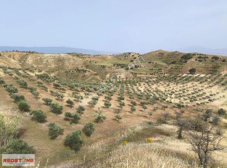 Redstone İdol'den Sarayköy'de 42 Dönüm Zeytinlik
