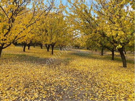Furkan Doğan’dan Malatya Elazığ Yoluna Yakın 160 Kök Kayısı Bahçesi