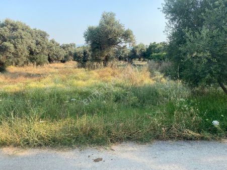 Satılık Zeytinlik Bayındır Zeytinova Kelepir