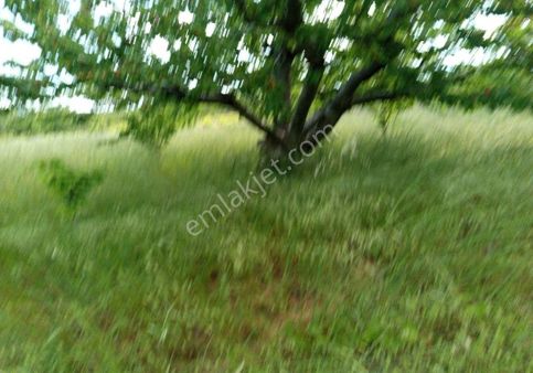 Bilge Emlak'tan Şarköy Çınarlı'da Harika Bir Konumda Kiraz Bahçesi 2700 Metre