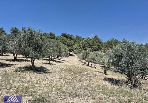 Şekere De Satılık İmar Konutlu Arsa